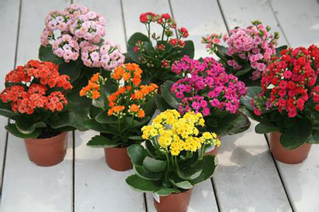 長壽花.jpg