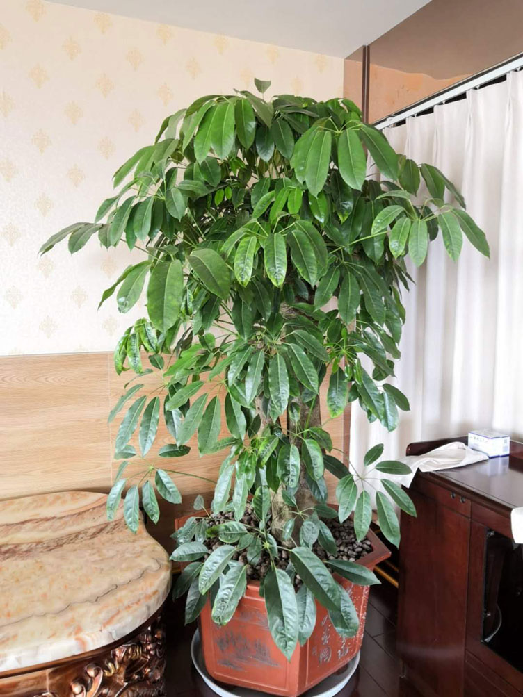 澶у瀷鎷涜儲鏍?.jpg