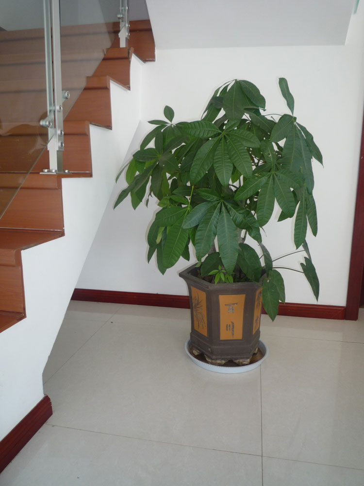 鍙戣儲(chǔ)鏍?wèi)鐩嗘?.jpg